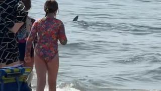 Kıyıdan sadece birkaç metre uzaklıkta görüldü! Plajdakiler büyük bir panikle izledi... Bu alışılmadık bir durum