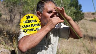 Dayanılmaz kokusu var ama şifa bulmak için kana kana içiyorlar! Yurt dışından gelip bidonla götürüyorlar