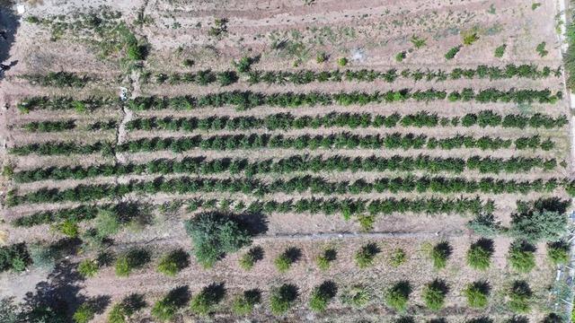 Herkes ona 'süper meyve' diyor! Hem geliri hem o özelliği tercih sebebi... Aronyaya yoğun ilgi