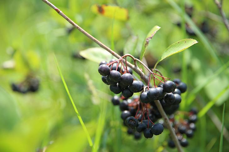 Herkes ona 'süper meyve' diyor! Hem geliri hem o özelliği tercih sebebi... Aronyaya yoğun ilgi G1