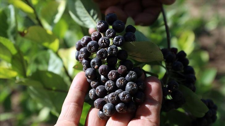 Herkes ona 'süper meyve' diyor! Hem geliri hem o özelliği tercih sebebi... Aronyaya yoğun ilgi G3