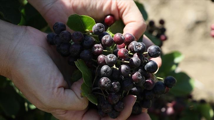 Herkes ona 'süper meyve' diyor! Hem geliri hem o özelliği tercih sebebi... Aronyaya yoğun ilgi G4