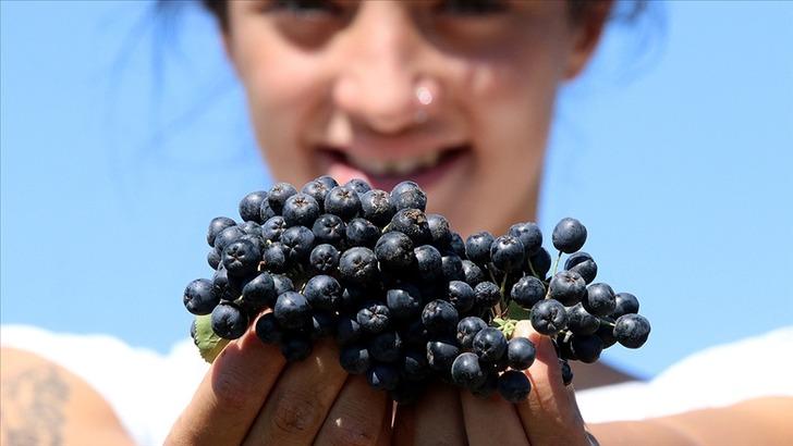 Herkes ona 'süper meyve' diyor! Hem geliri hem o özelliği tercih sebebi... Aronyaya yoğun ilgi G5