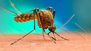 Sivrisineklerden bulaşan virüse dikkat! Türkiye’nin kapısına dayandı