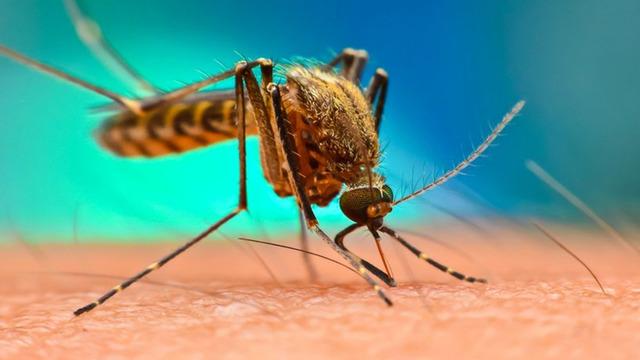 Sivrisineklerden bulaşan virüse dikkat! Türkiye’nin kapısına dayandı