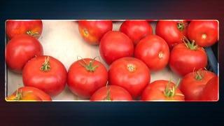 'Bir kilo domatese bir bardak çay içemiyoruz' Çay 7,5 TL, domates 5 TL... Çiftçi para etmemesinden şikayetçi! İstanbul'da fiyatı 40 TL'yi buluyor