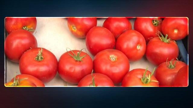 'Bir kilo domatese bir bardak çay içemiyoruz' Çay 7,5 TL, domates 5 TL... Çiftçi para etmemesinden şikayetçi! İstanbul'da fiyatı 40 TL'yi buluyor