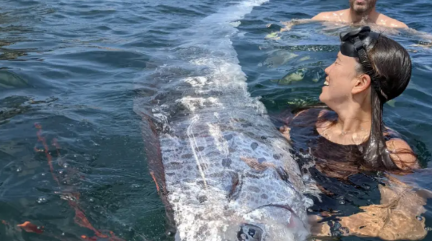 'Kıyamet habercisi' olarak biliniyordu! Depremden sadece 2 gün önce görüldü... Nadir görülüyor: 3.6 metre büyüklüğünde