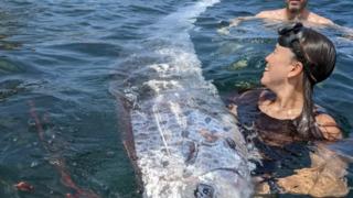 'Kıyamet habercisi' olarak biliniyordu! Depremden sadece 2 gün önce görüldü... Nadir görülüyor: 3.6 metre büyüklüğünde