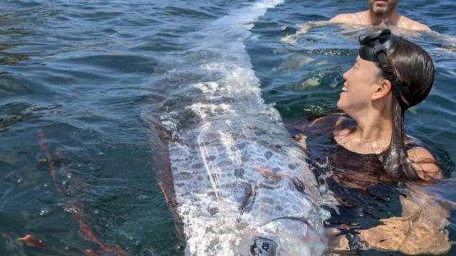 'Kıyamet habercisi' olarak biliniyordu! Depremden sadece 2 gün önce görüldü... Nadir görülüyor: 3.6 metre büyüklüğünde