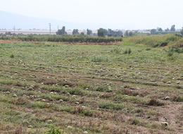 1 TL'nin bile altında... Biri sevindi, biri hayatının şokunu yaşadı! 'Bir anda fiyatlar çok kötü düştü'
