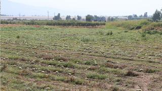 1 TL'nin bile altında... Biri sevindi, biri hayatının şokunu yaşadı! 'Bir anda fiyatlar çok kötü düştü'