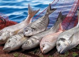 Su ürünleri yetiştiriciliği kriterlerinde düzenlemeye gidildi