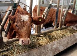 Hayvancılık desteklemeleri kararı Resmi Gazete'de