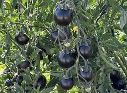 Kökeni Galapagos Adaları! Çiftçinin yüzünü güldürdü: "Şükürler olsun"