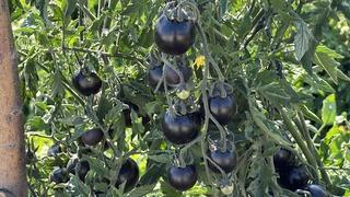 Kökeni Galapagos Adaları! Çiftçinin yüzünü güldürdü: Şükürler olsun