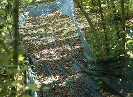 Üretici maliyetleri düşürmek için çözüm üretti: 'Hasat filesi' çiftçinin çaresi oldu!