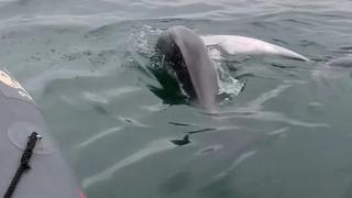 İstanbul'daki ilginç olay bilim dünyasının gündemine oturdu: Şu ana kadar sadece 96 vaka var!