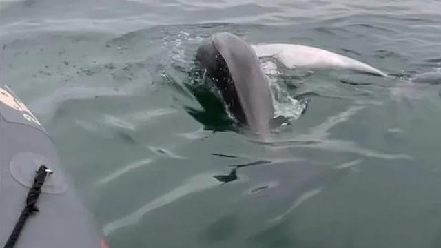 İstanbul'daki ilginç olay bilim dünyasının gündemine oturdu: Şu ana kadar sadece 96 vaka var!
