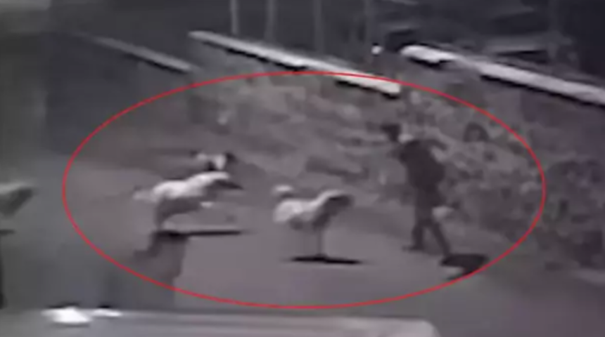 Bu hareketler kurtulmasını sağladı! Sokak köpeklerinin saldırısını 'karate' ile püskürttü