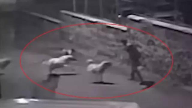 Bu hareketler kurtulmasını sağladı! Sokak köpeklerinin saldırısını 'karate' ile püskürttü