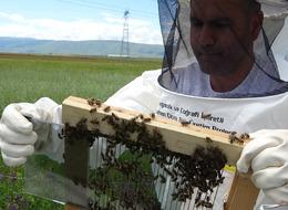 Altından daha değerli arı zehrini üretmeye başladı! Kilosunu 100 bin dolara satıyorlar 