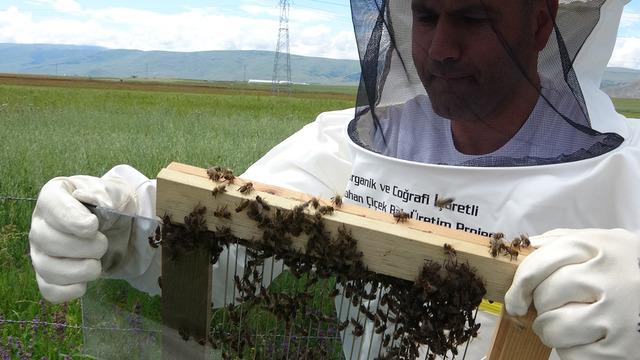 Altından daha değerli arı zehrini üretmeye başladı! Kilosunu 100 bin dolara satıyorlar 