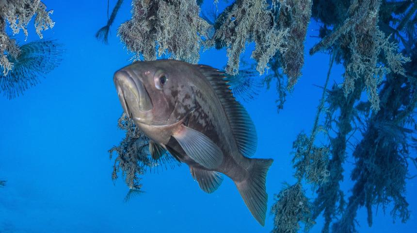 İçli lagos tarifi: İçli lagos nasıl yapılır?