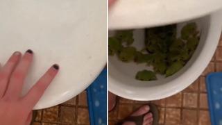 Klozetin kapağını açınca karşılaştığı manzaraya inanamadı! Onlarca kurbağayı karşısında gördü: Böyle yaşanır mı?