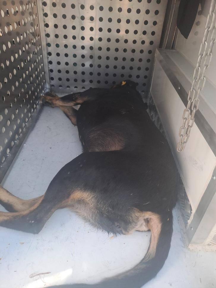 Fatih'teki saldırı sonrası köpekler bir bir toplandı! Acılı akraba konuştu: Dört gün içinde dördüncü oldu bu G5