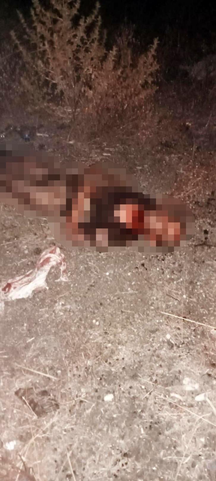 Fatih'teki saldırı sonrası köpekler bir bir toplandı! Acılı akraba konuştu: Dört gün içinde dördüncü oldu bu G2