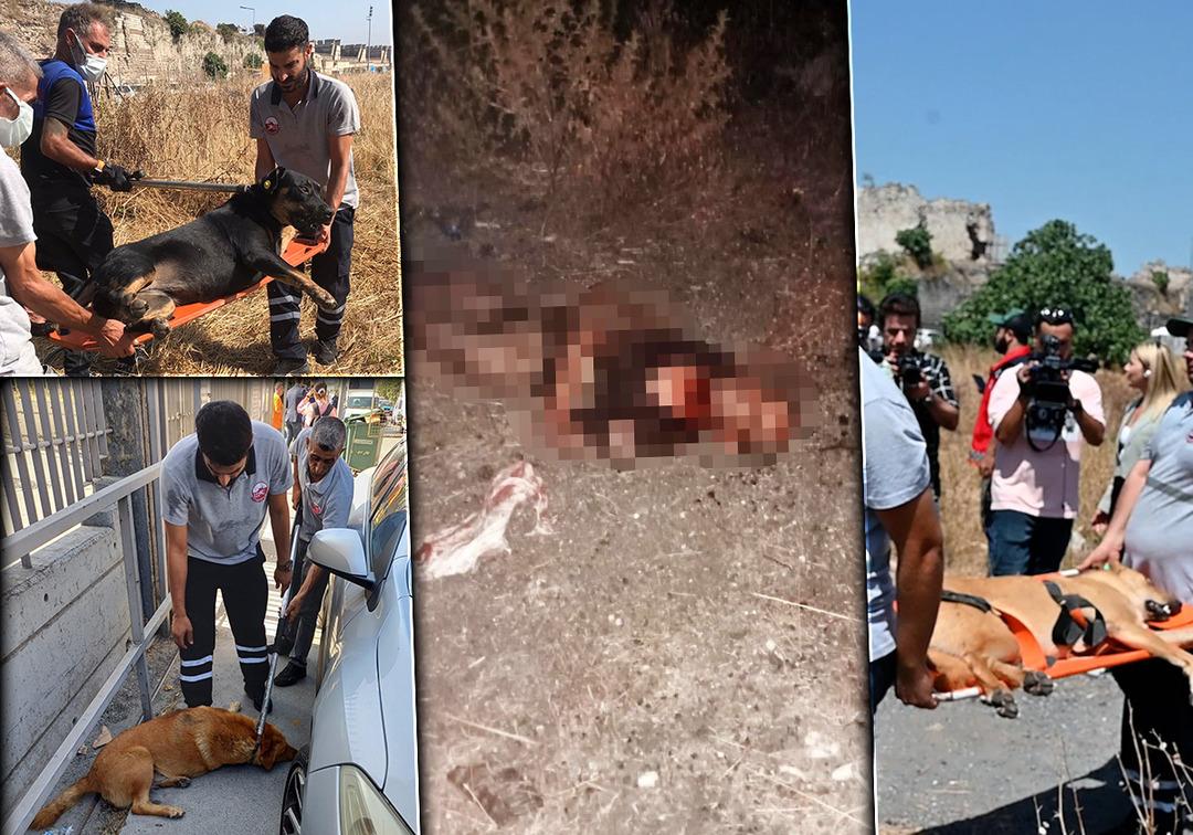 Fatih'teki saldırı sonrası k&ouml;pekler bir bir toplandı! Acılı akraba konuştu: D&ouml;rt g&uuml;n i&ccedil;inde d&ouml;rd&uuml;nc&uuml; oldu bu