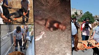Fatih'teki saldırı sonrası köpekler bir bir toplandı! Acılı akraba konuştu: Dört gün içinde dördüncü oldu bu
