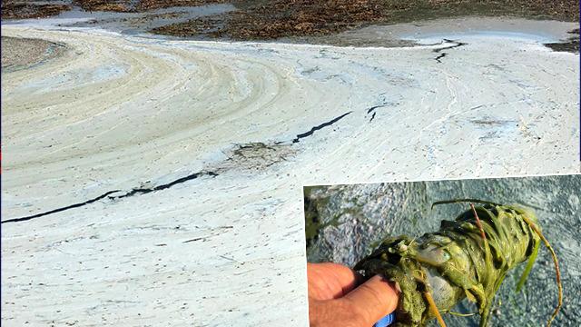 Türkiye'nin en büyük tatlı su gölü istila altında! Endişelendiren kareler: Sonun başlangıcı...