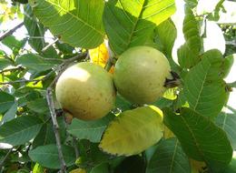 Guava meyvesinin anavatanı Güney Amerika'ydı... Artık Türkiye'de yetişiyor! Tarlada kilosu 25 TL 