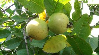 Guava meyvesinin anavatanı Güney Amerika'ydı... Artık Türkiye'de yetişiyor! Tarlada kilosu 25 TL 