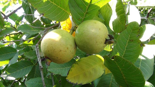 Guava meyvesinin anavatanı Güney Amerika'ydı... Artık Türkiye'de yetişiyor! Tarlada kilosu 25 TL 
