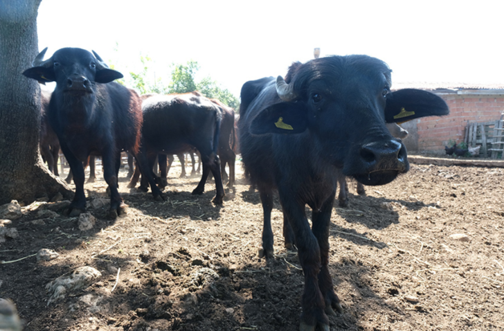 "BİZİM SÜTÜMÜZ ORGANİK OLDUĞU İÇİN YOĞUN TALEP VAR"