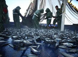 Balıkçılık av sezonu geldi... 1 Eylül itibarıyla kota uygulanmaya başlayacak