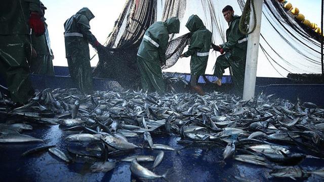 Balıkçılık av sezonu geldi... 1 Eylül itibarıyla kota uygulanmaya başlayacak