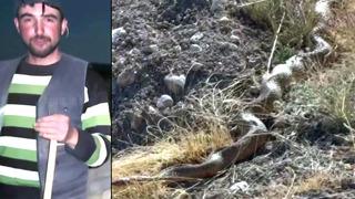 Sivas'taki dev yılanı görenler küçük dillini yuttu! En son 26 yıl önce görülmüş... Tam 5 metre