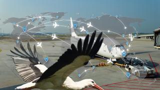 Uçuş trafiğinde 'leylek göçü' tehlikesi! Uçaklar pisti pas geçti... O anlar telsize yansıdı: Büyük bir leylek sürüsü var