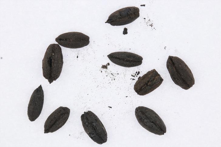 Hepsi Yassı Höyük'te çukurda bulundu: Elit kesimi simgeleyen "çok nadir" bulgular! 2 bin 800 yıllık sarımsak bile var G2