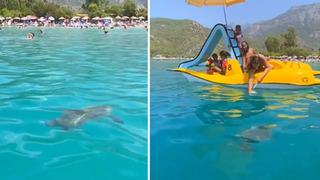 Ölüdeniz’de nesli tükenmekte olan Caretta Caretta görüldü! Büyük heyecan yarattı... O anlar sosyal medyada gündem yarattı