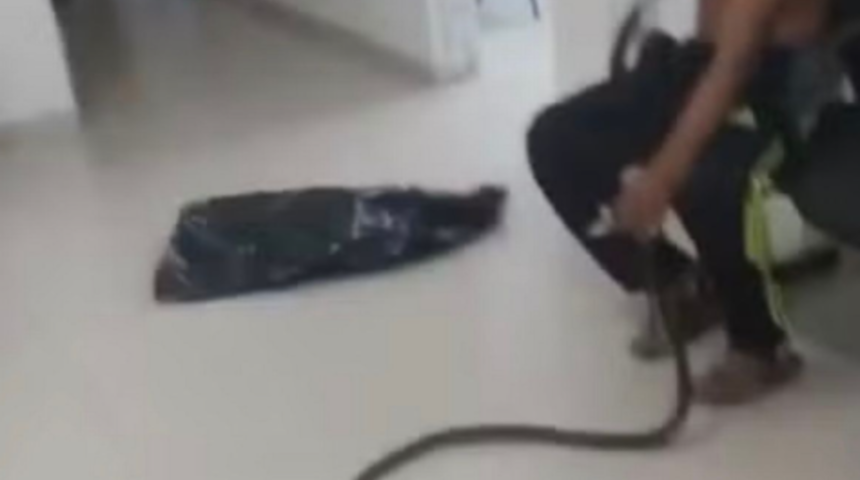 Kendisini ısıran yılanla birlikte acil servise geldi! Doktorların panzehri bulmasına yardım etmek istedi