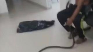 Kendisini ısıran yılanla birlikte acil servise geldi! Doktorların panzehri bulmasına yardım etmek istedi