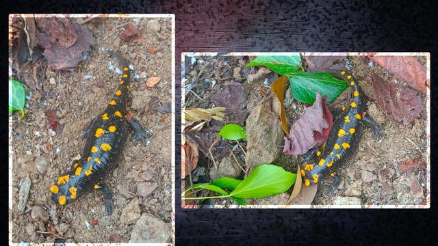 Nesli tükenme tehlikesi altında! Hatay'da 'sarı benekli semender' görüldü 