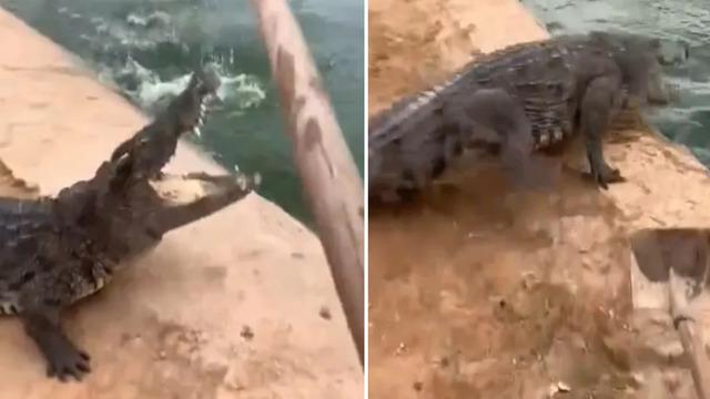 Sadece bir kürekle tüm timsah sürüsünü dize getirdi! Sosyal medya cesaretine hayran kaldı... Tek tek kaçırdı