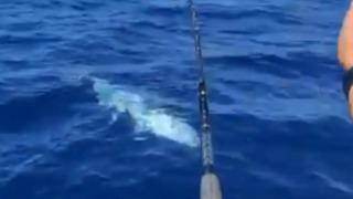 Bodrum'da amatör balıkçılar 2,5 metrelik orkinos yakaladı! Zorlukla tekneye çektiler