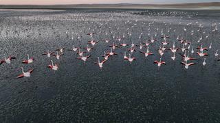 Kanallar işe yaradı, toplu ölümler yaşanmadı! Bakan Kurum: Anadolu’nun en nazlı misafirleri bize emanet